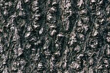 Closeup Of Tree Trunk Stock Image Closeup Of Tree Trunk Stock Image