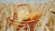 Basket With Bread And Rolls On The Field Of Mature Yellow Wheat. Good Harvest And Fresh Organic Products Concept Stock Photos