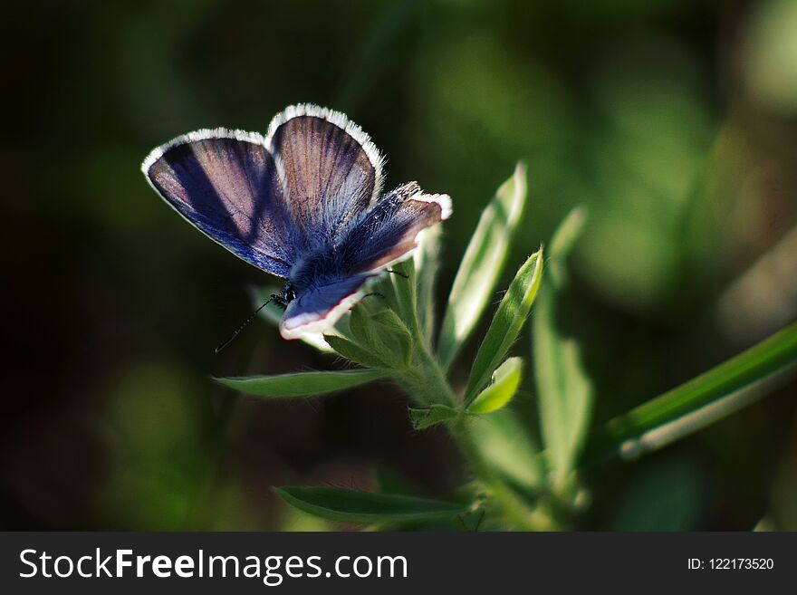 Lycaenidae