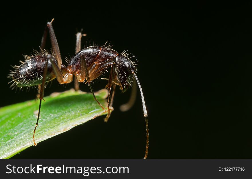 Macro Photo of Ant on Green Leaf Isolated on Black Background wi