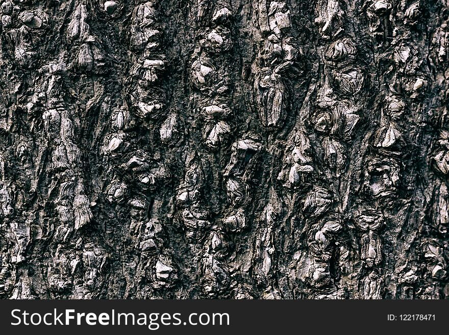Closeup of tree trunk texture background