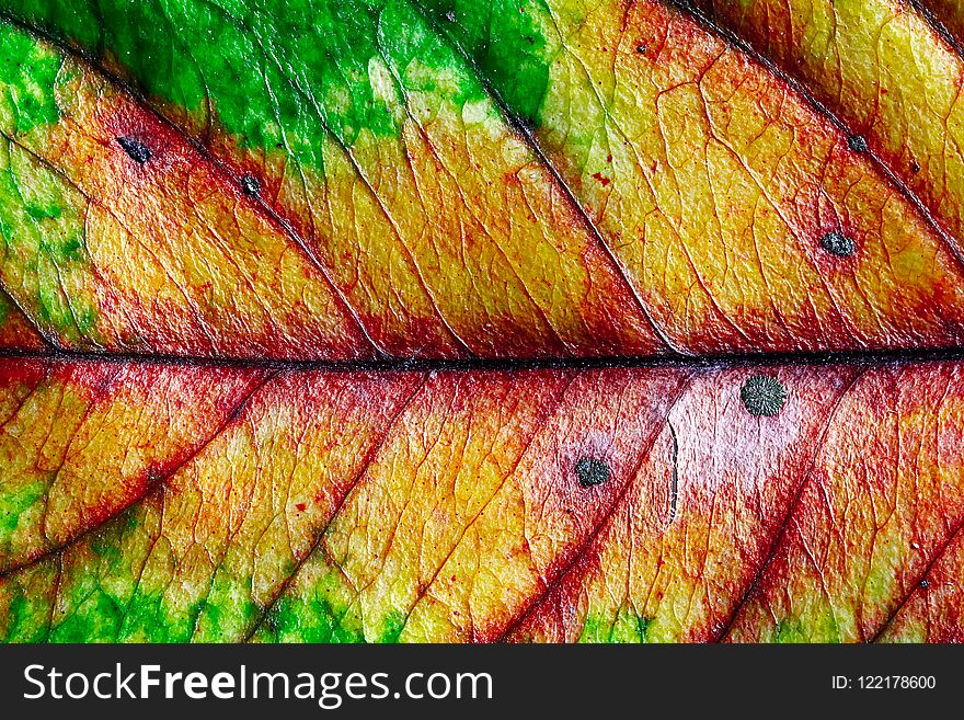 Closeup of leaf texture background
