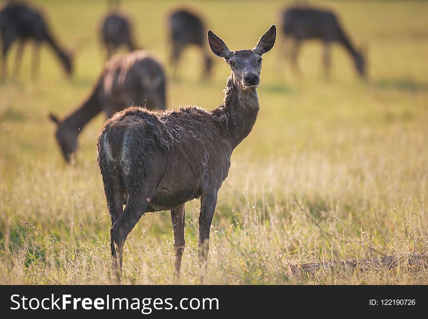 Group of red deer doe in meadow.