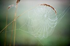 Spiderweb, Spider S Web Royalty Free Stock Images