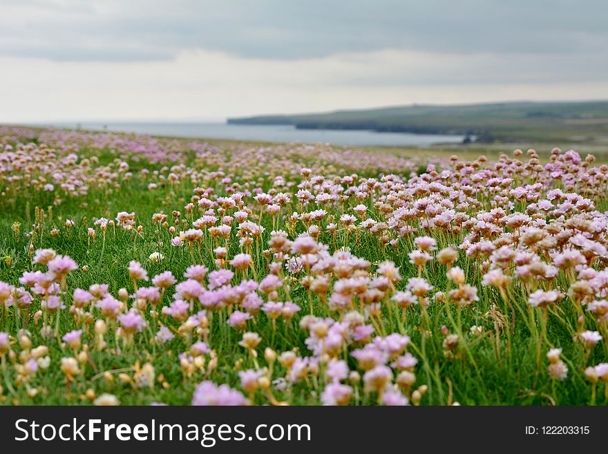 Flower, Ecosystem, Wildflower, Field