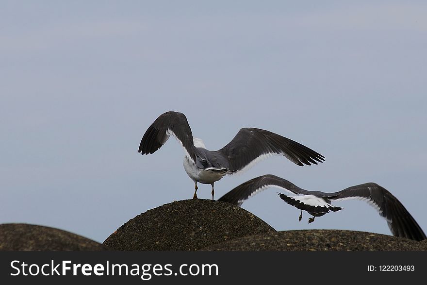 Fauna, Bird, Beak, Seabird