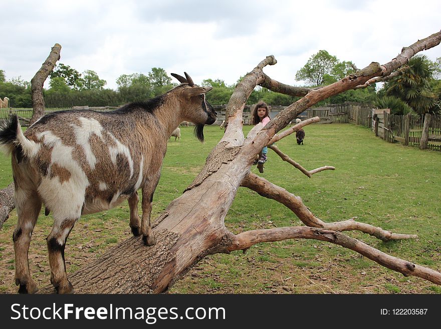 Goats, Goat, Fauna, Pasture