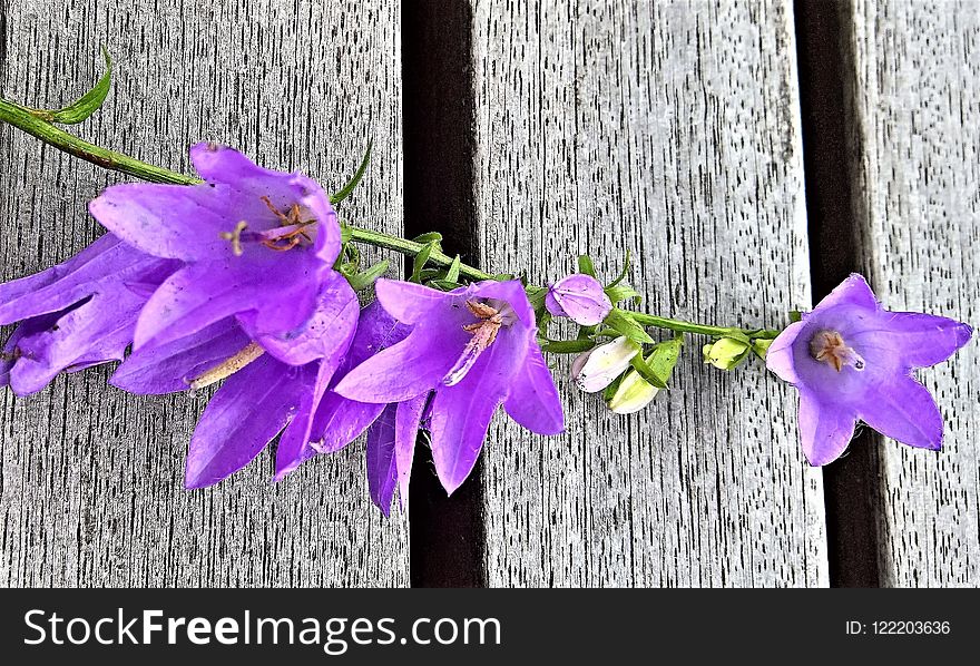 Flower, Flora, Purple, Violet