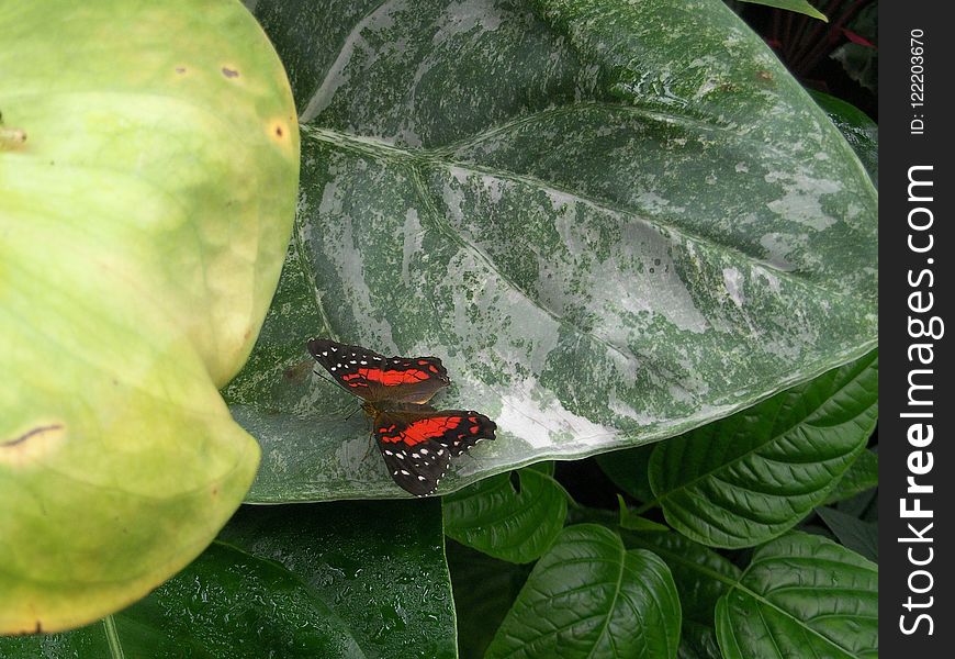 Leaf, Fauna, Insect, Organism