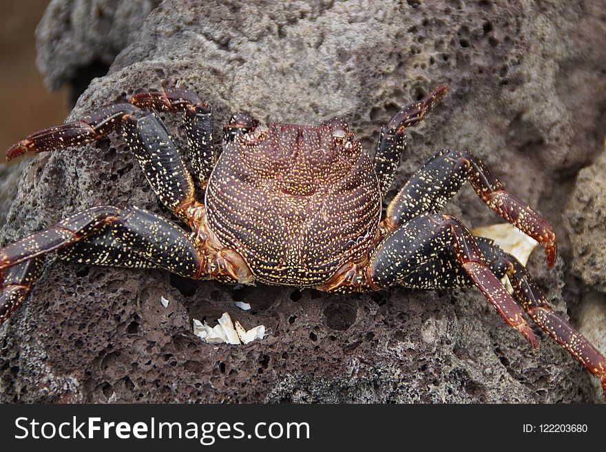 Crab, Freshwater Crab, Decapoda, Crustacean