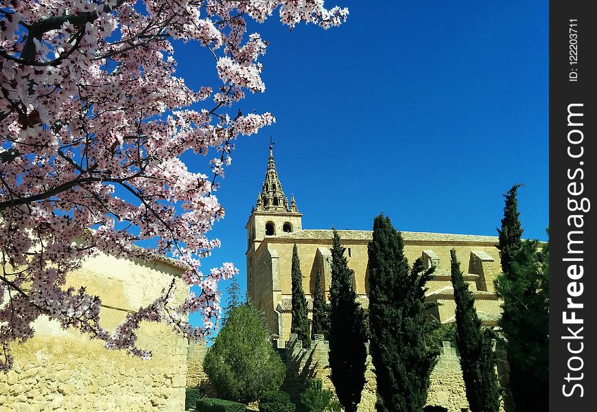 Sky, Landmark, Tree, Flower