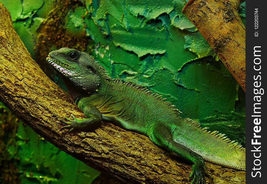 Reptile, Green, Scaled Reptile, Iguana
