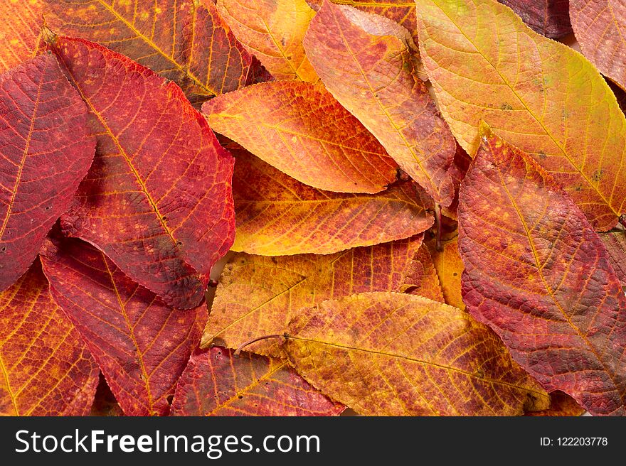 Texture, Pattern, Background. Leaves Of Autumn Trees, Studio Shooting, Isolated On White Background