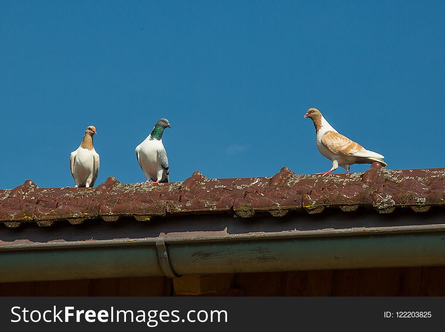 Bird, Sky, Fauna, Beak