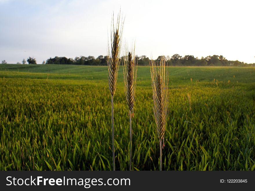 Field, Crop, Agriculture, Grass Family