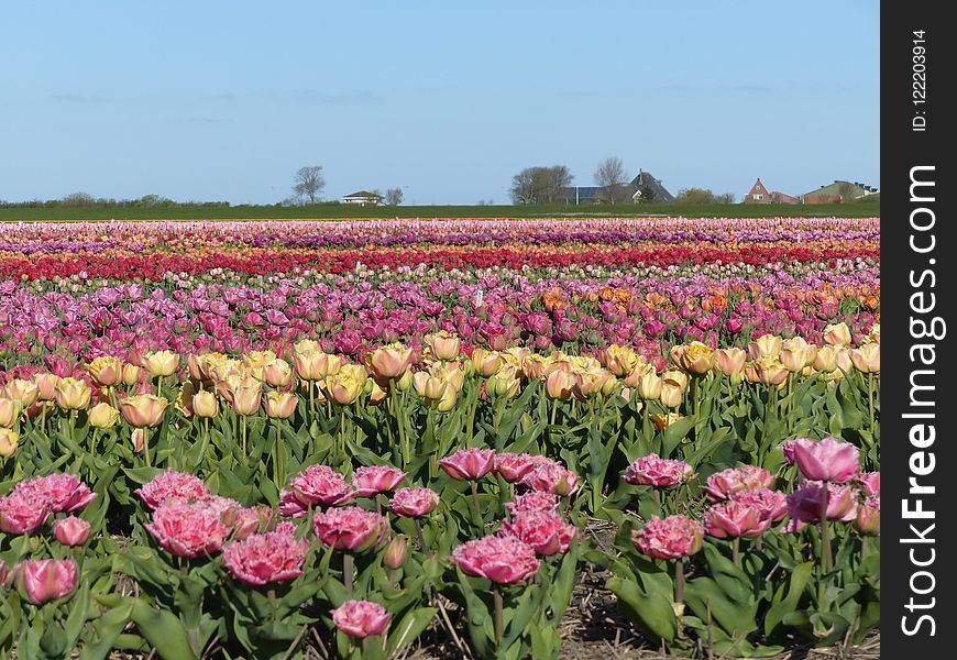 Flower, Plant, Flowering Plant, Field