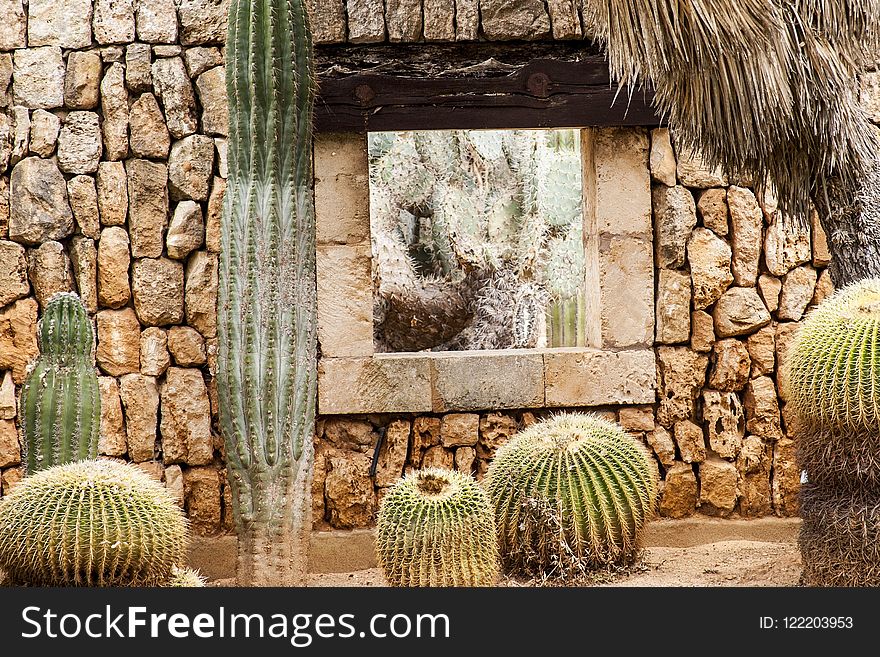 Cactus, Plant, Wall, Flowering Plant