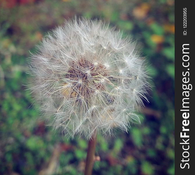 Flower, Flora, Dandelion, Plant