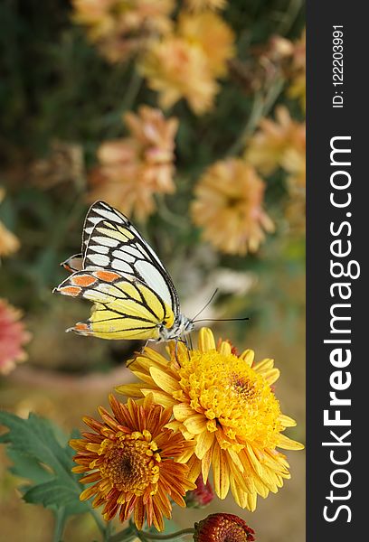 Butterfly, Flower, Moths And Butterflies, Yellow