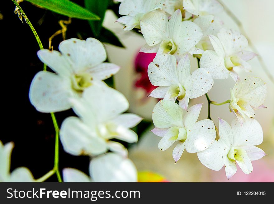 Flower, White, Flora, Flowering Plant