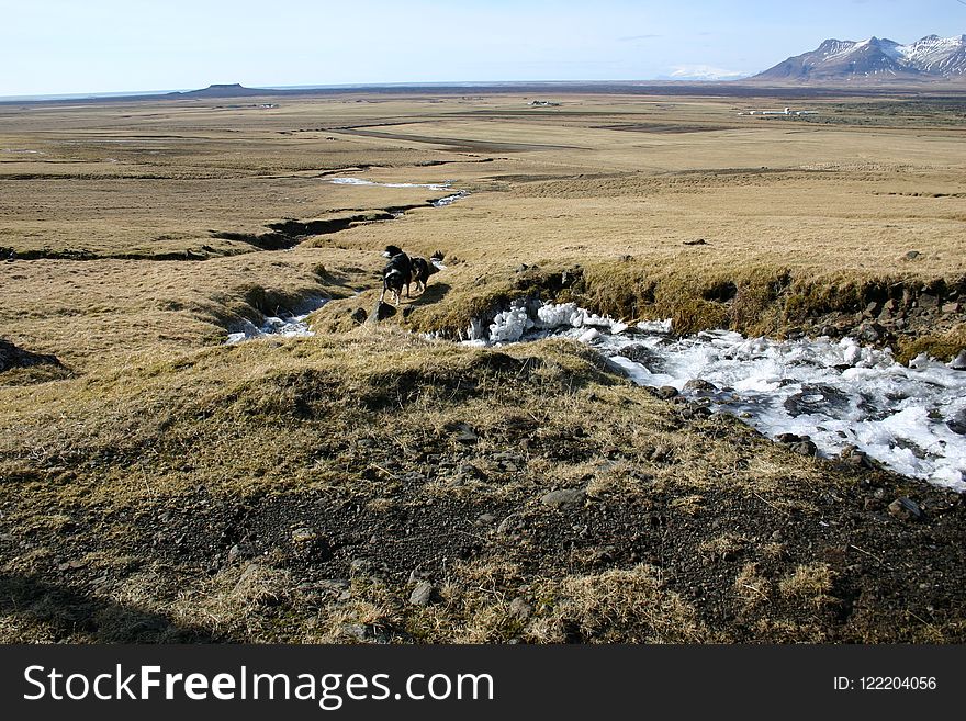 Tundra, Ecosystem, Steppe, Ecoregion