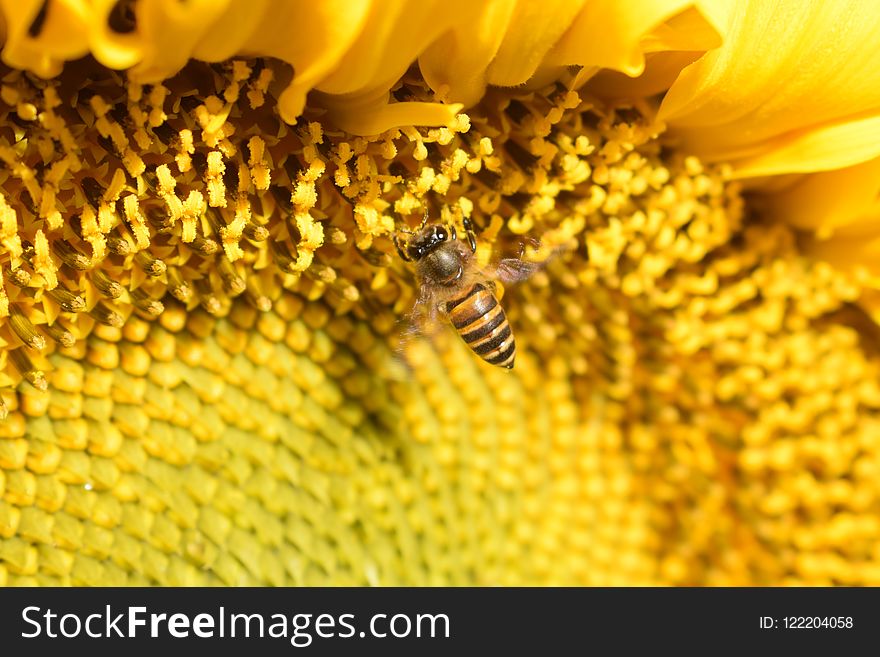 Honey Bee, Bee, Sunflower, Yellow