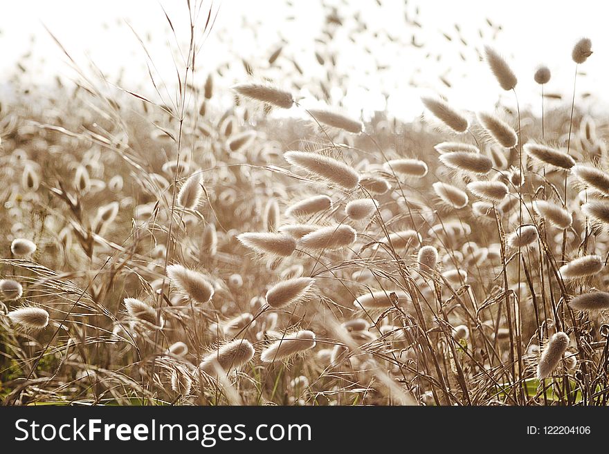 Grass Family, Grass, Food Grain, Grain