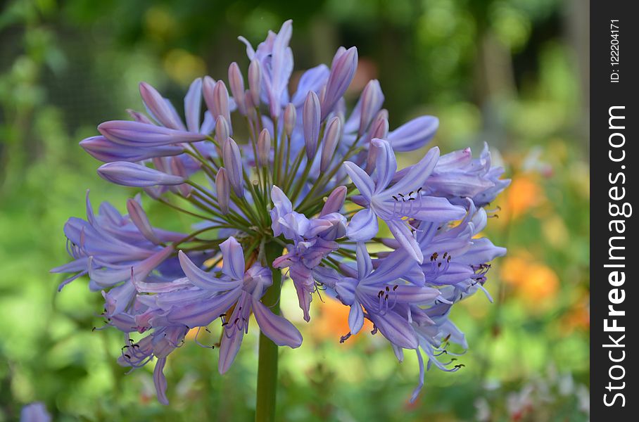 Flower, Plant, Flora, Purple