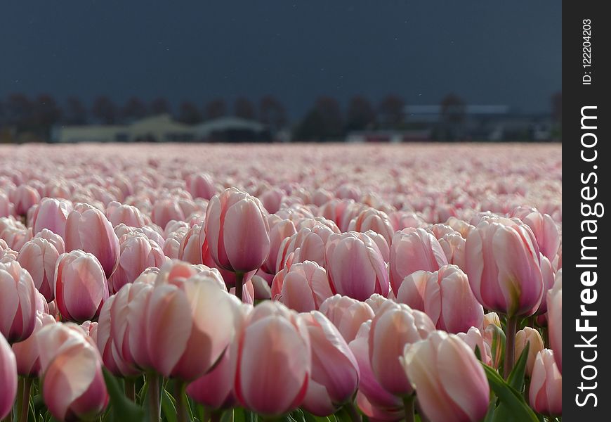 Flower, Plant, Pink, Flowering Plant