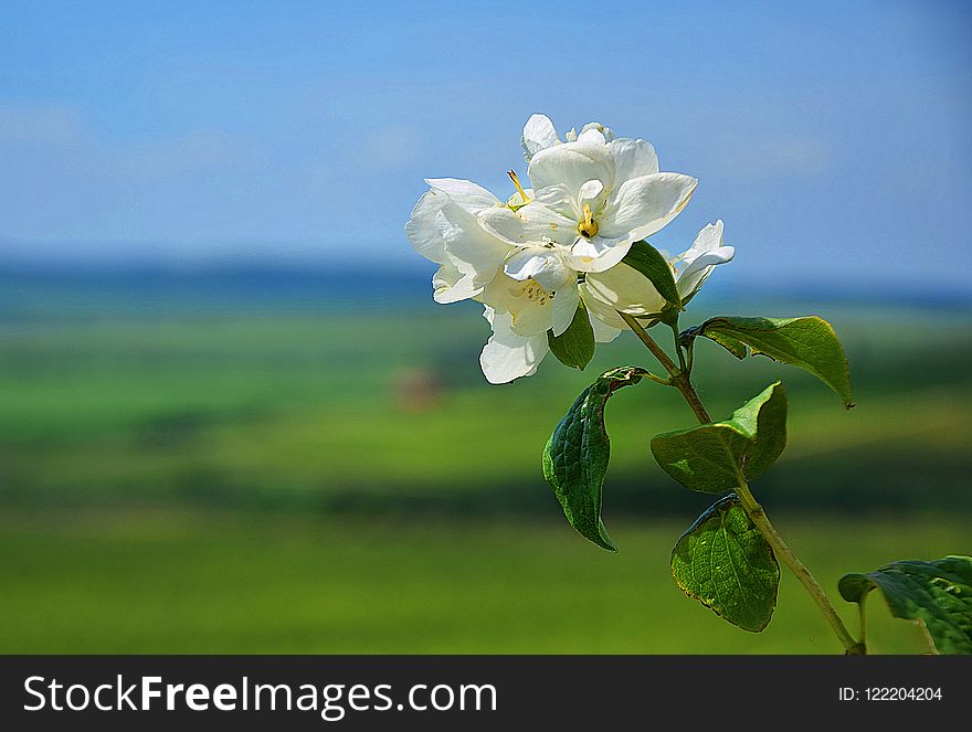 White, Sky, Flower, Flora