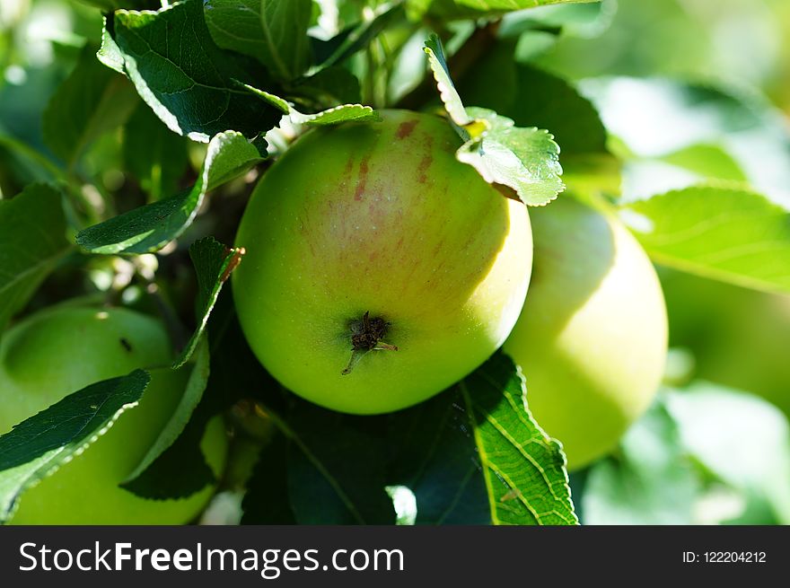 Fruit, Fruit Tree, Apple, Branch