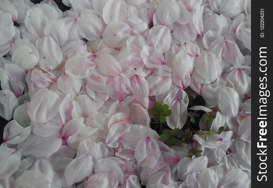 Flower, White, Pink, Petal