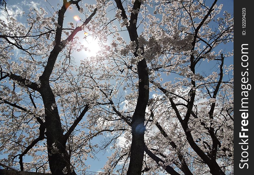 Tree, Sky, Branch, Blossom