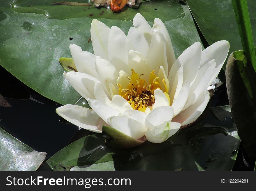 Flower, Plant, Flora, Aquatic Plant