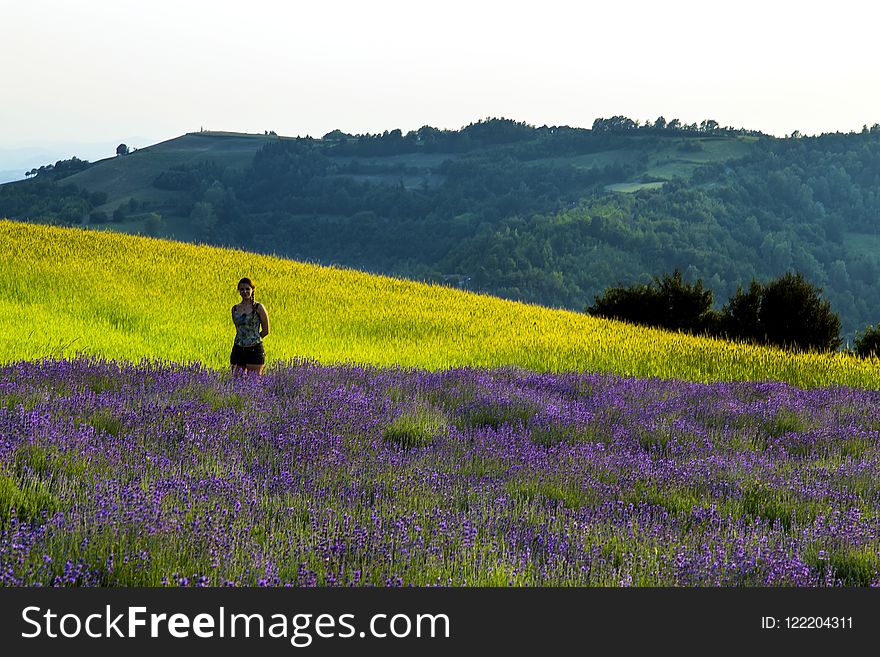 Field, Ecosystem, Flower, English Lavender