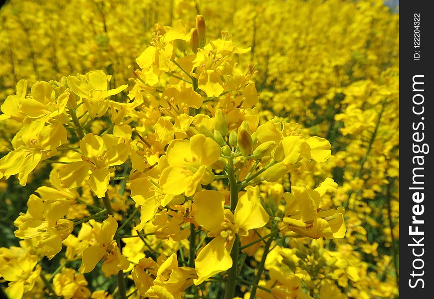 Rapeseed, Yellow, Mustard Plant, Flower