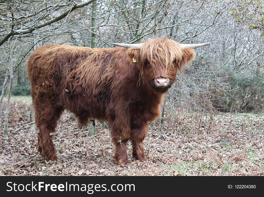 Cattle Like Mammal, Horn, Highland, Fauna
