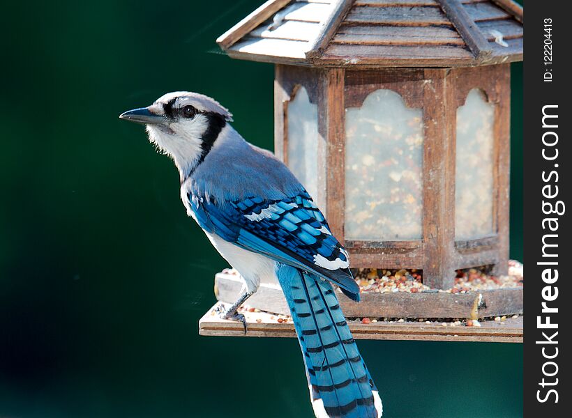 Blue Jay eating seeds at a bird feeder early morning