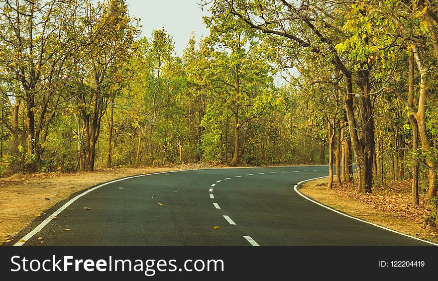 Road, Path, Nature, Yellow