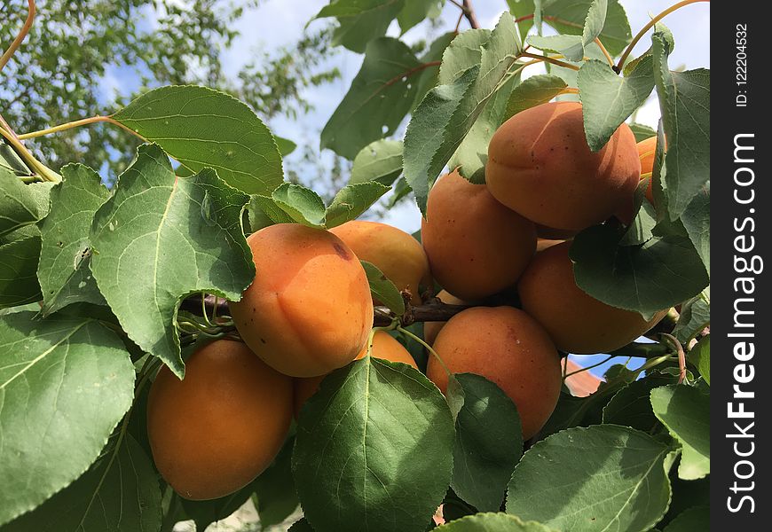 Fruit Tree, Fruit, Diospyros, Produce