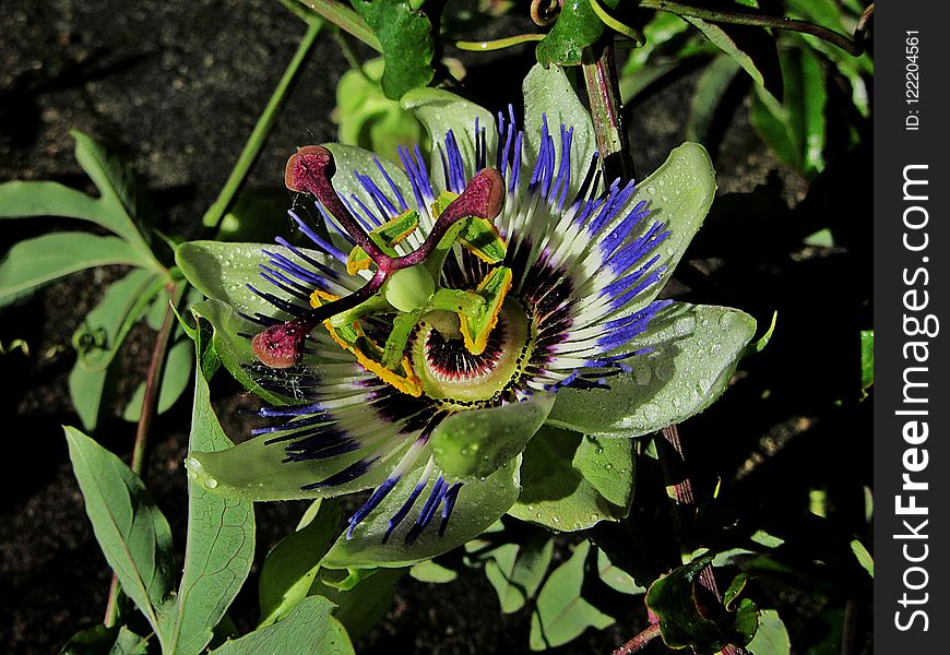 Flower, Plant, Passion Flower, Flora