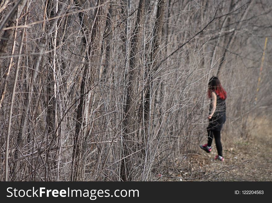 Tree, Path, Plant, Trail