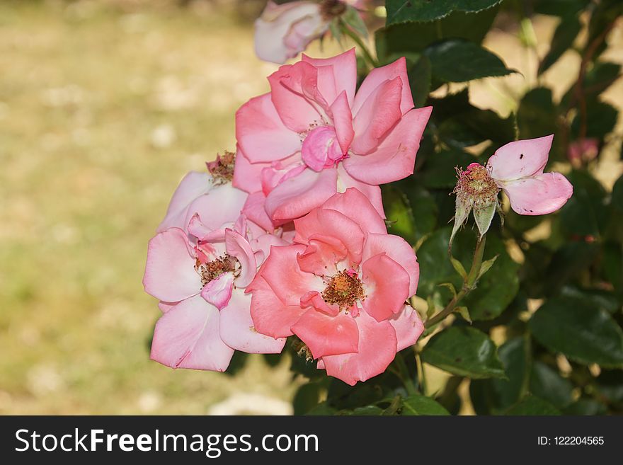 Flower, Rose Family, Pink, Flowering Plant