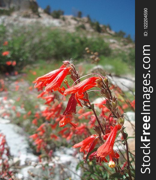 Plant, Flower, Flora, Vegetation