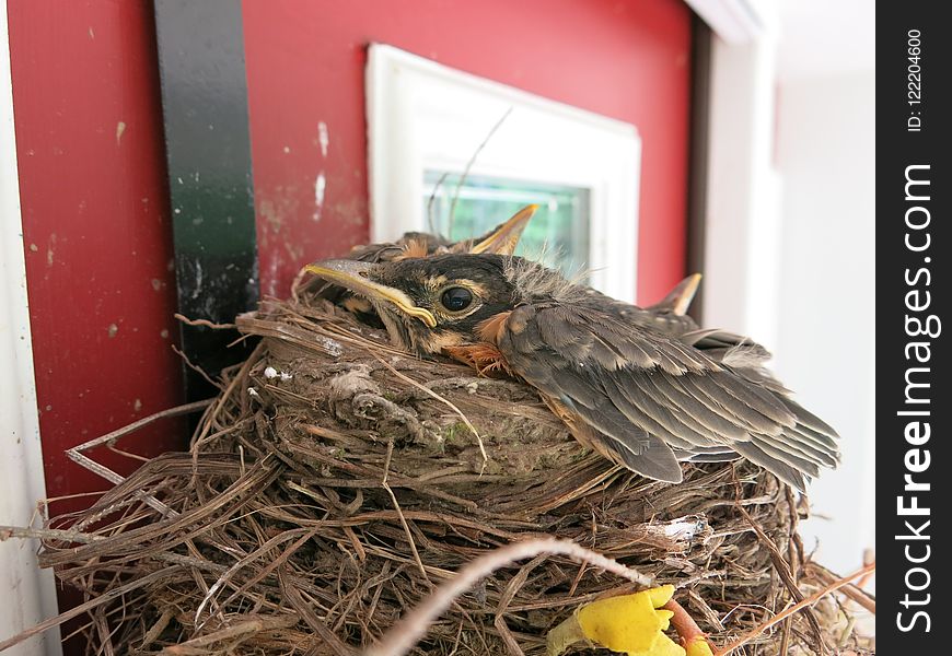 Bird Nest, Nest, Bird, Beak