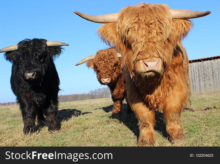 Cattle Like Mammal, Horn, Cow Goat Family, Pasture