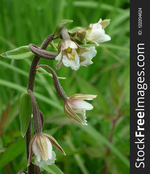 Plant, Flora, Flower, Flowering Plant