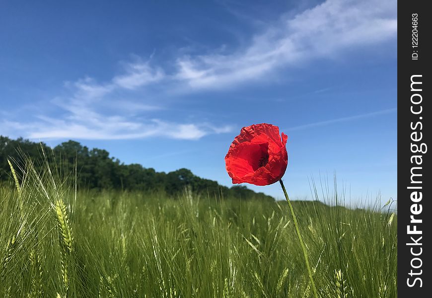 Sky, Ecosystem, Grassland, Field