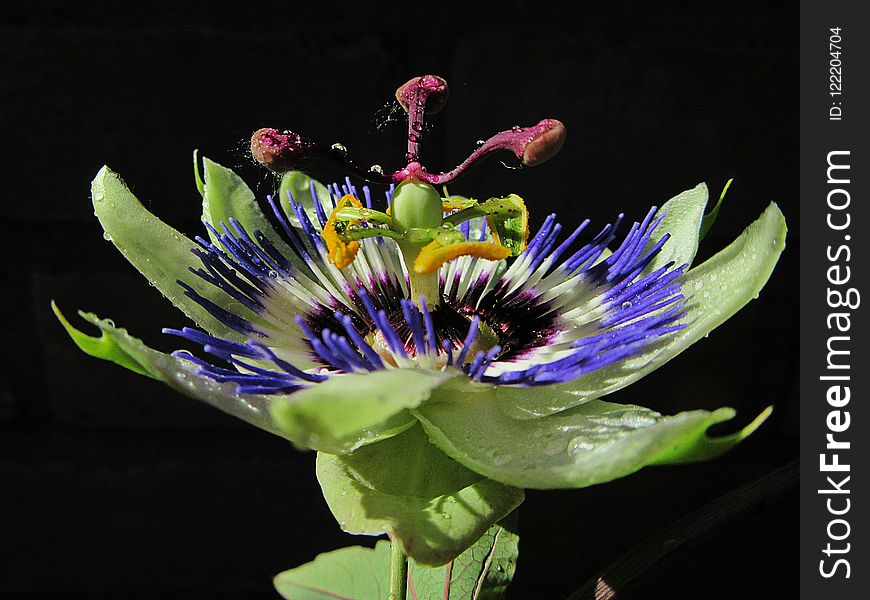 Flower, Plant, Passion Flower, Flora