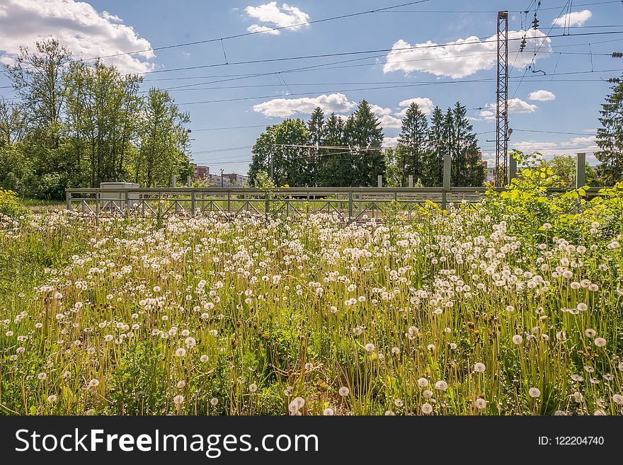 Ecosystem, Field, Meadow, Wildflower